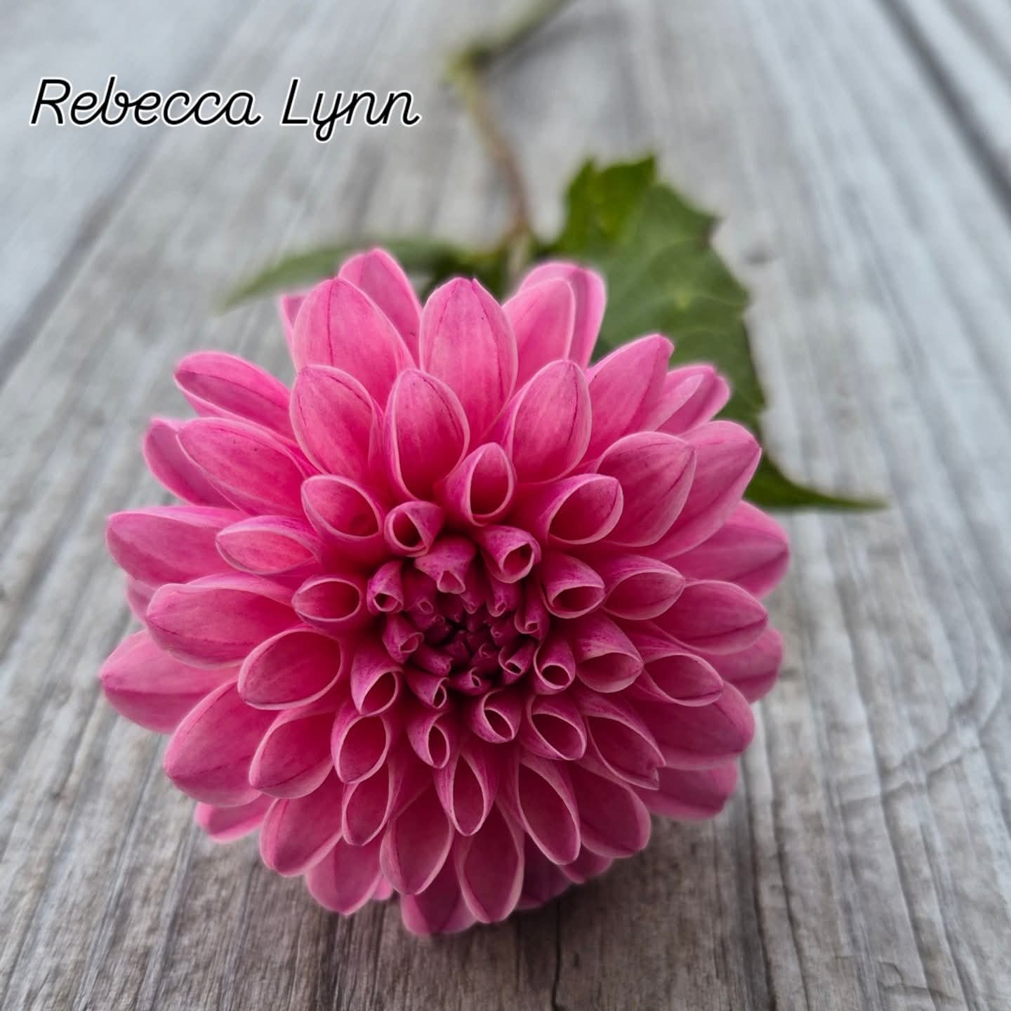 Rebecca Lynn Ball Dahlia