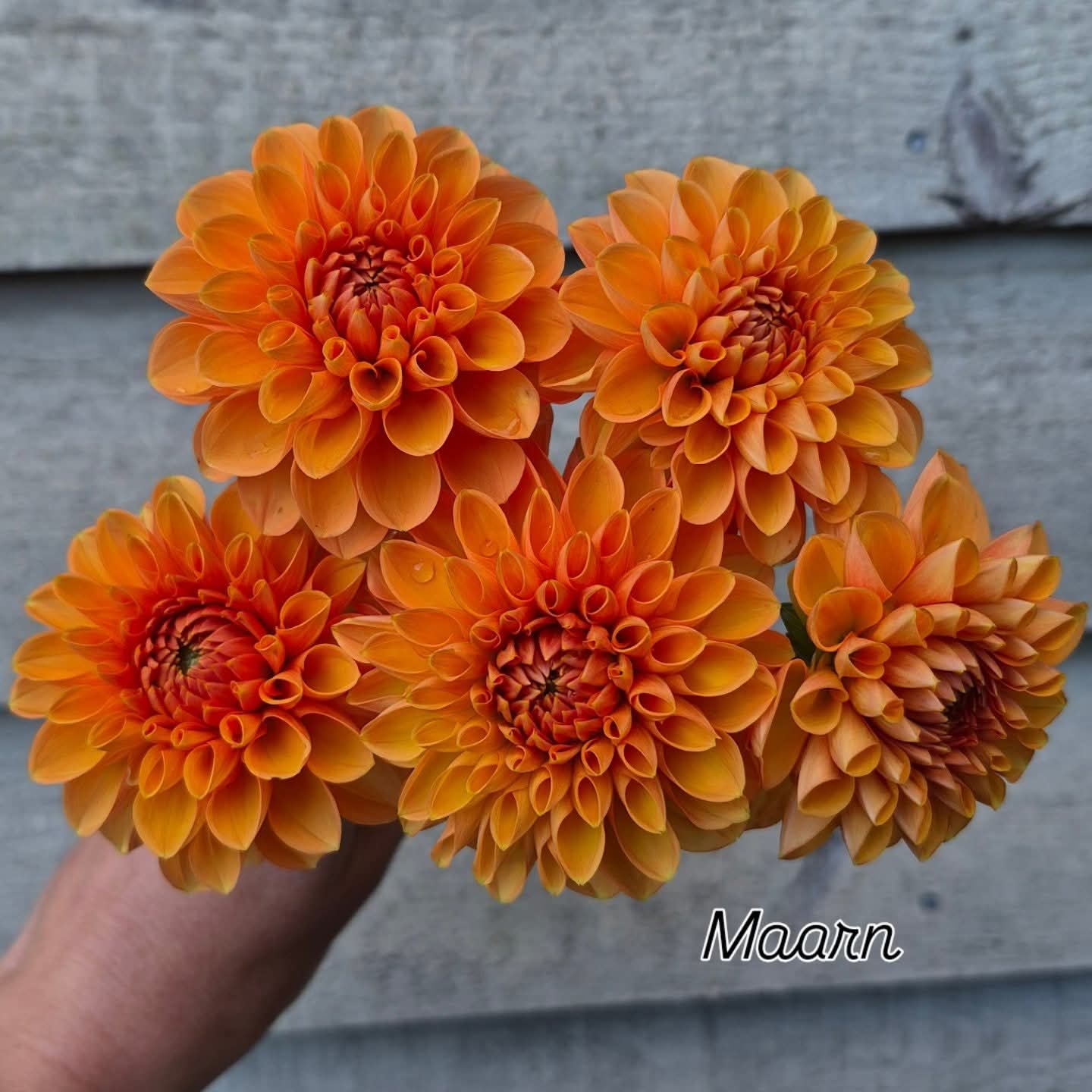 Maarn (Sylvia) Ball Dahlia