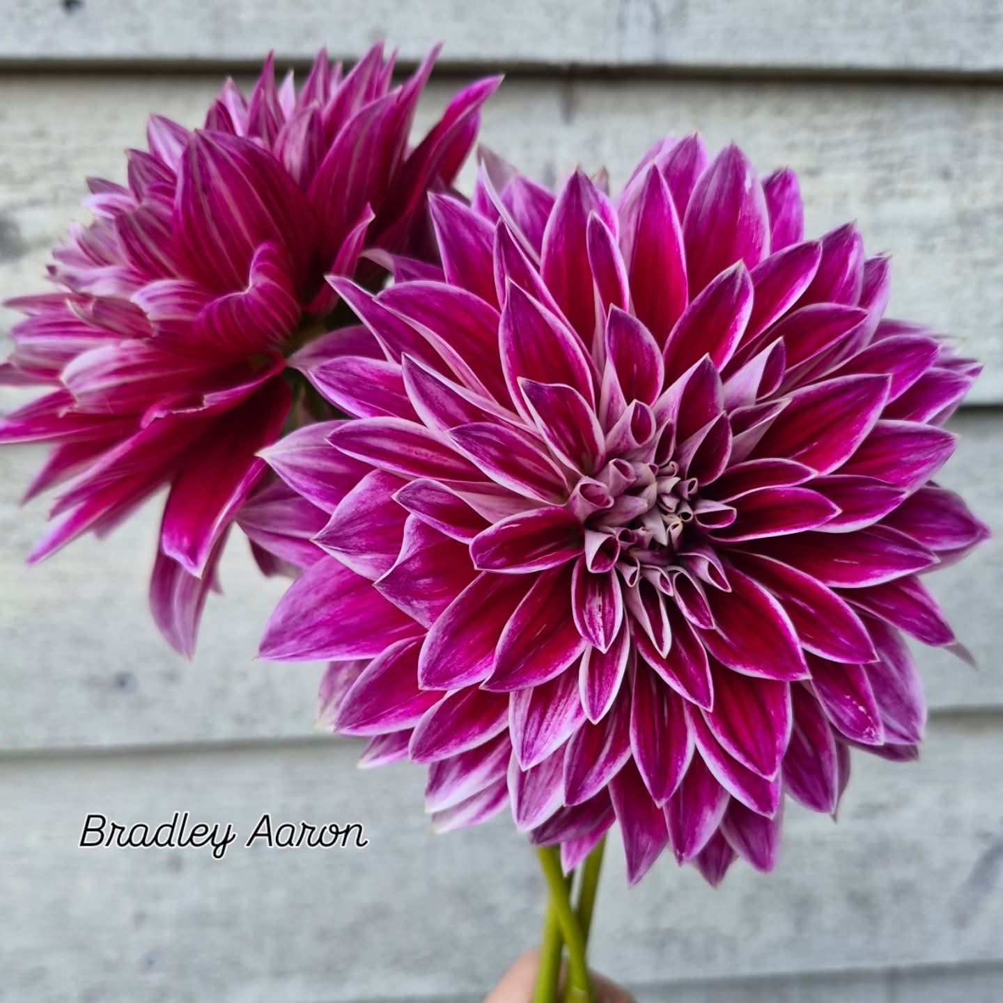 Bradley Aaron Informal Decorative Dahlia