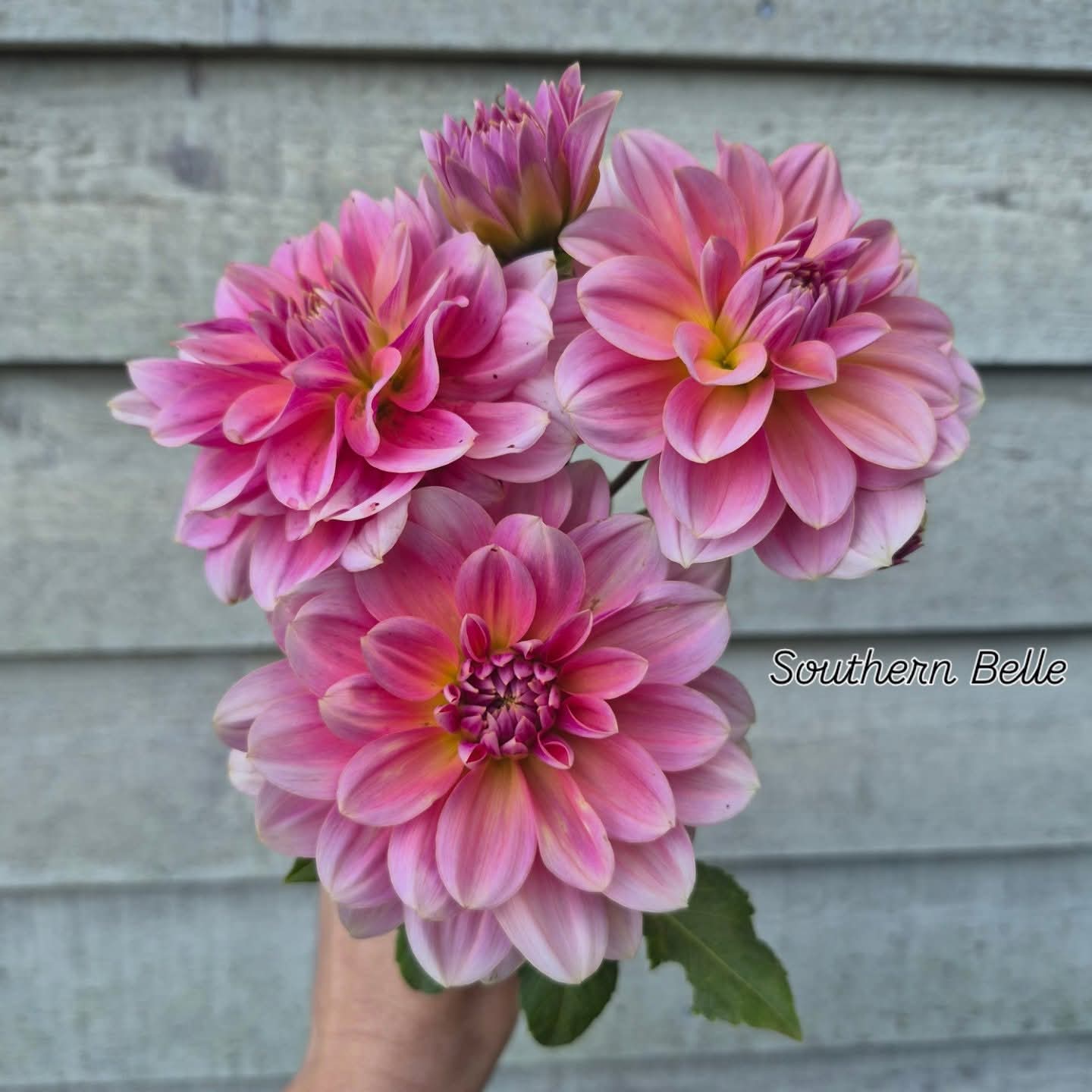 Southern Belle Waterlily Dahlia