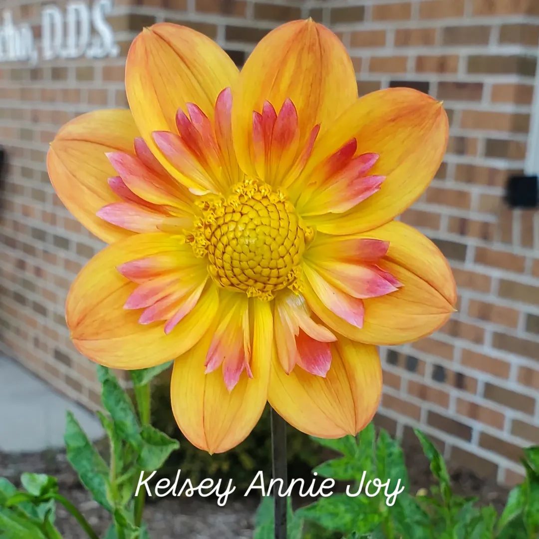 Kelsey Annie Joy Collarette Dahlia