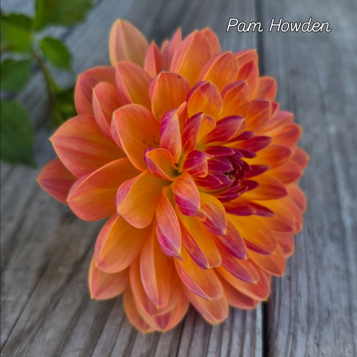 Pam Howden Waterlily Dahlia