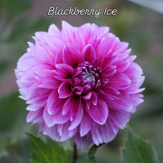 Blackberry Ice Decorative Dahlia