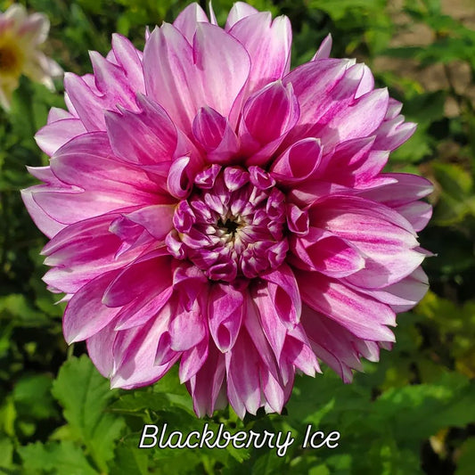 Blackberry Ice Decorative Dahlia
