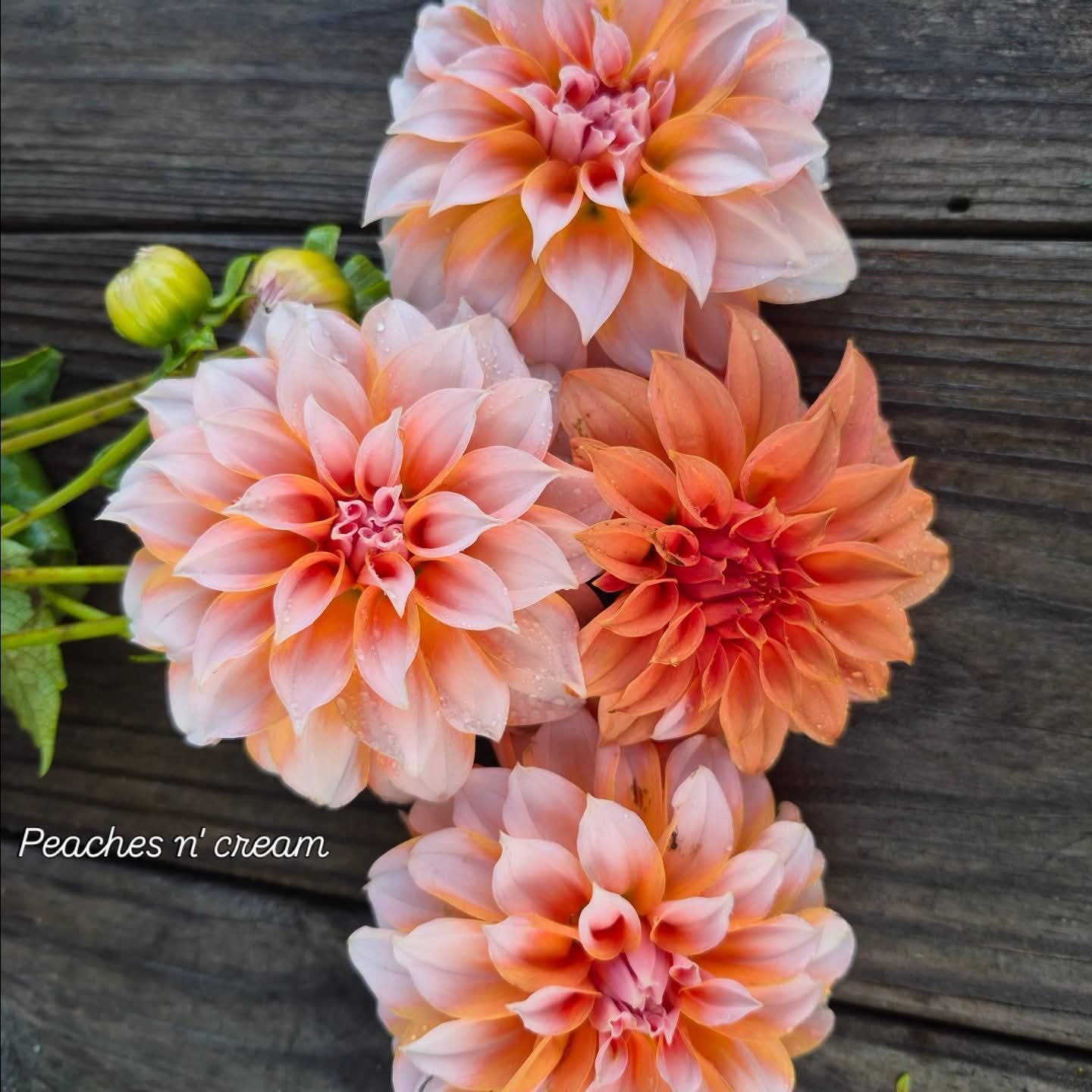 Peaches n' Cream Formal Decorative Dahlia