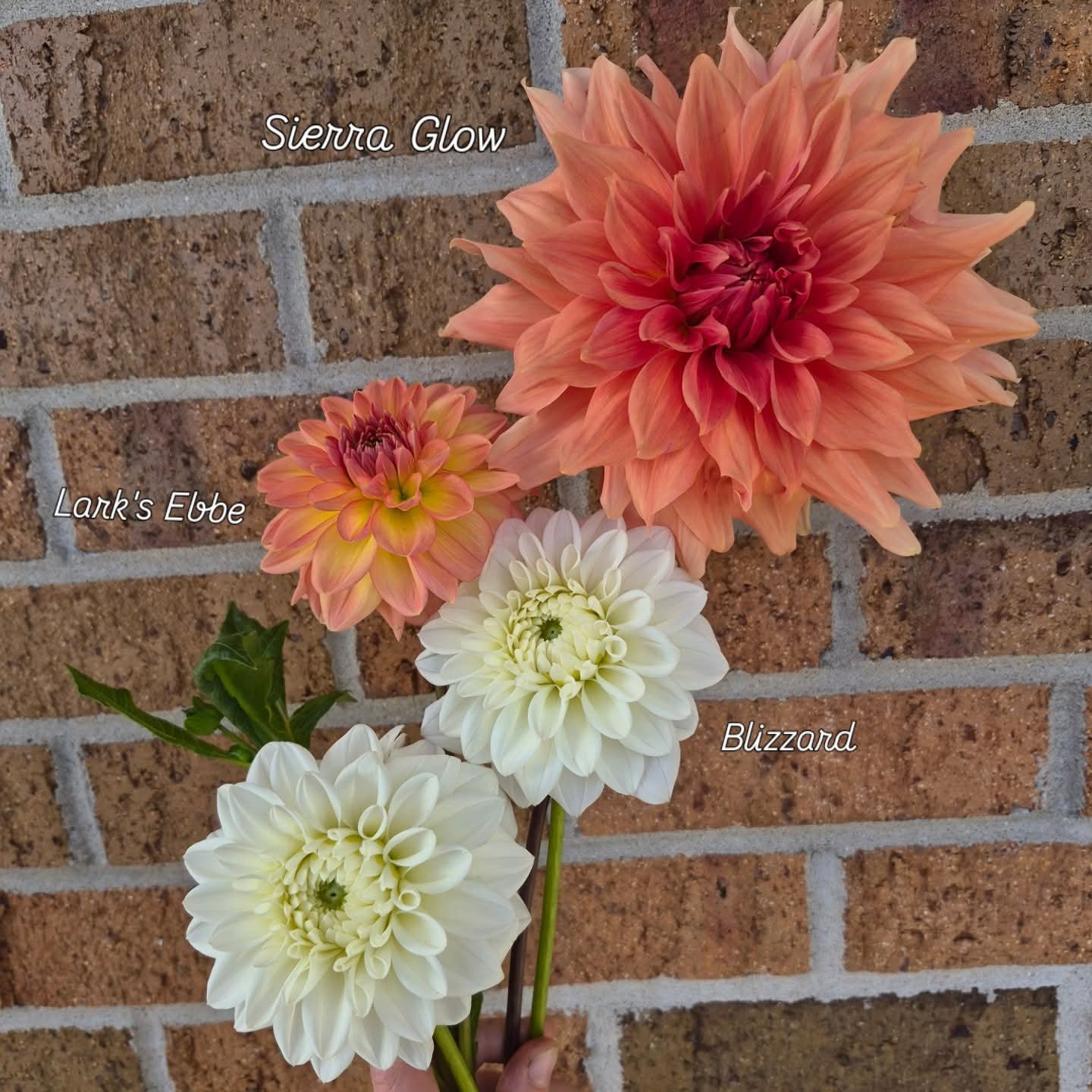 Blizzard Formal Decorative Dahlia