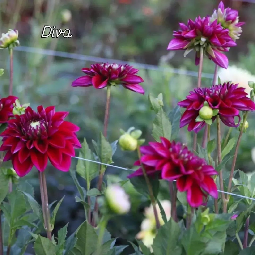 Diva Formal Decorative Dahlias