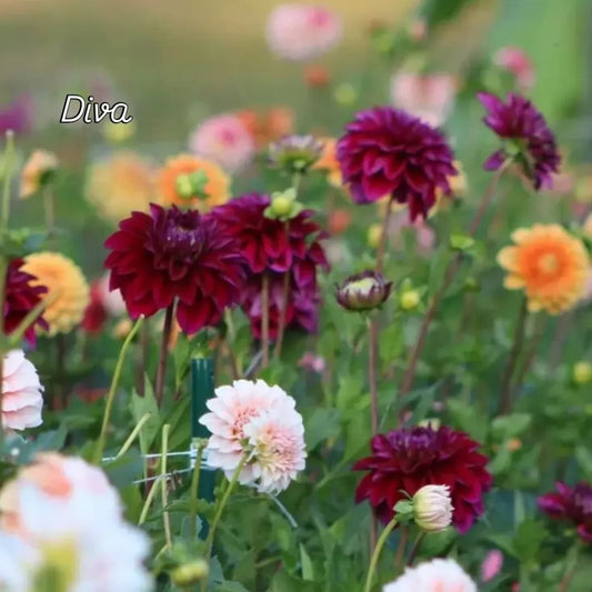 Diva Formal Decorative Dahlia