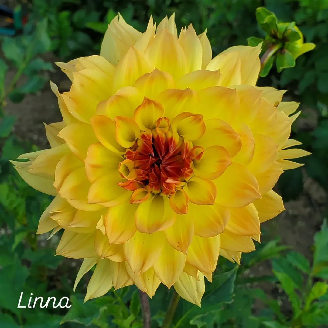 Linna Informal Decorative Dahlia