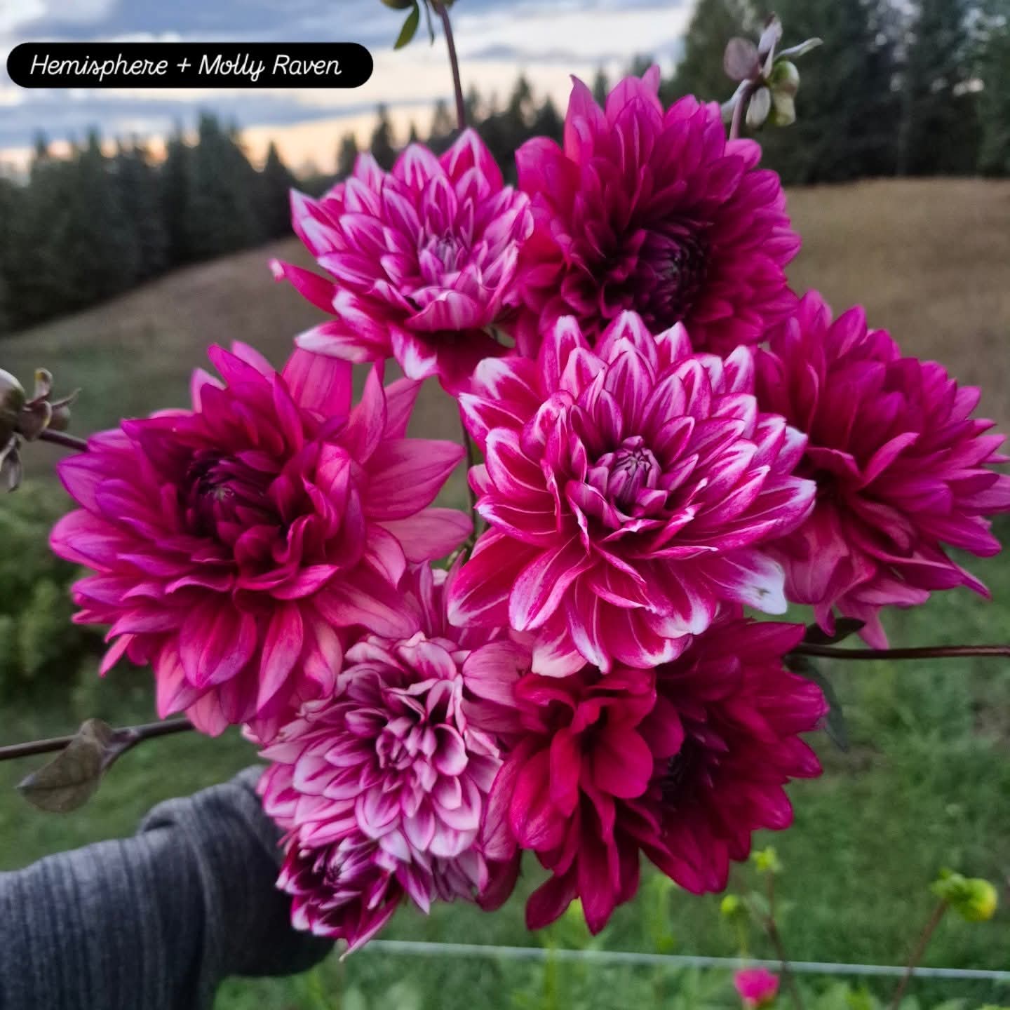 Hemisphere Formal Decorative Dahlia