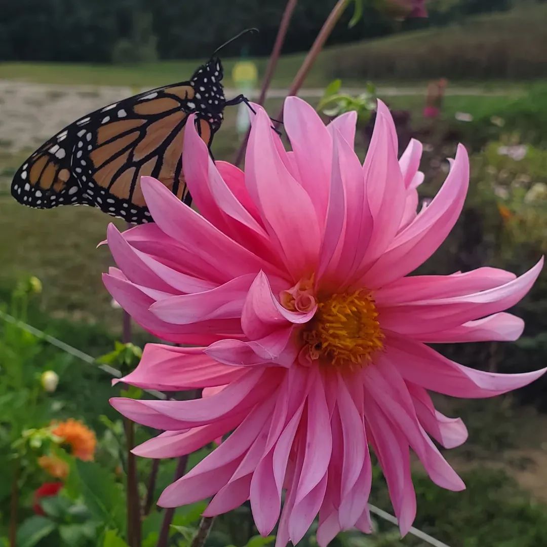 Dahlia Seeds