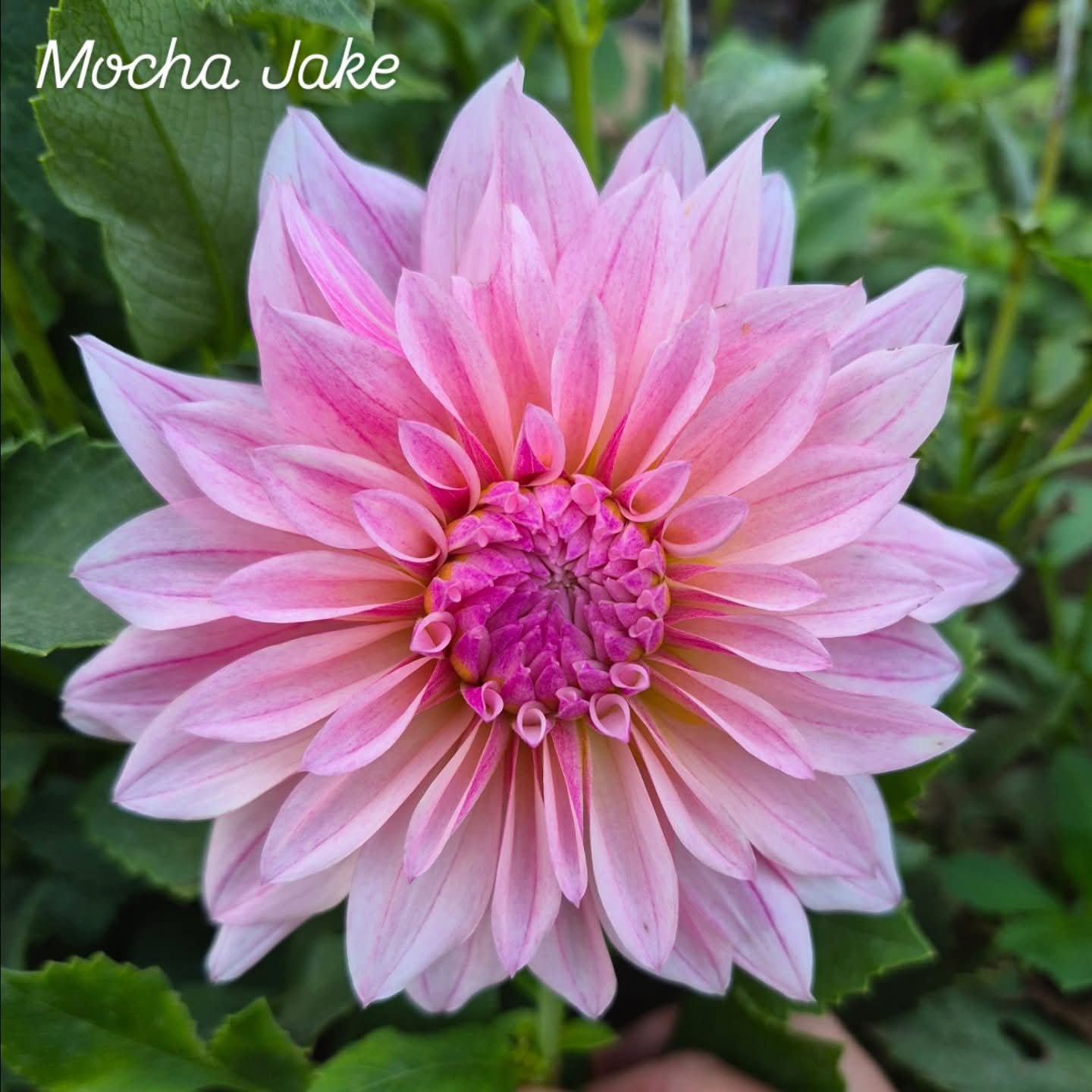 Mocha Jake Informal Decorative Dahlia