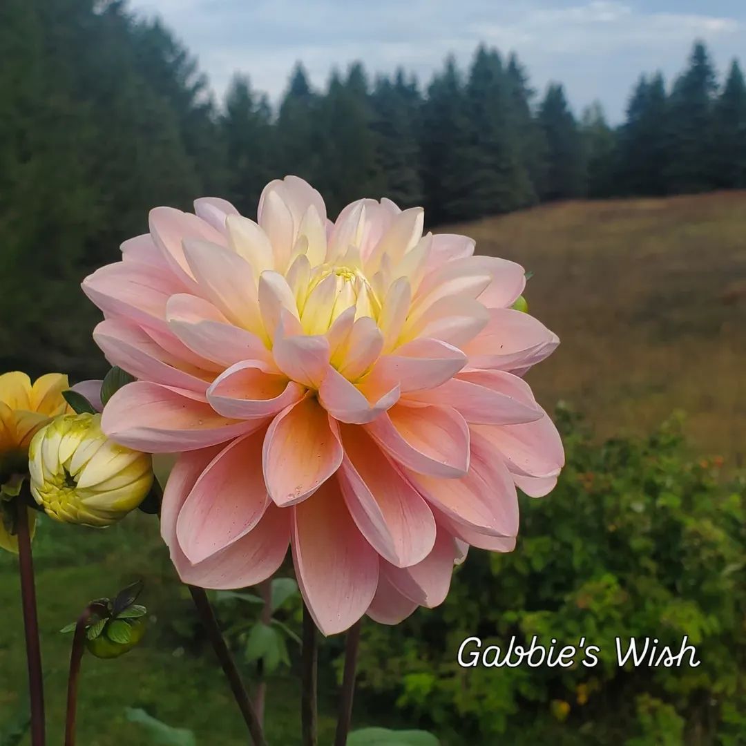 Gabbie's Wish Formal Decorative Dahlia