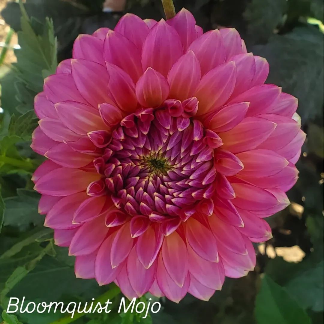 Bloomquist Mojo Formal Decorative Dahlia