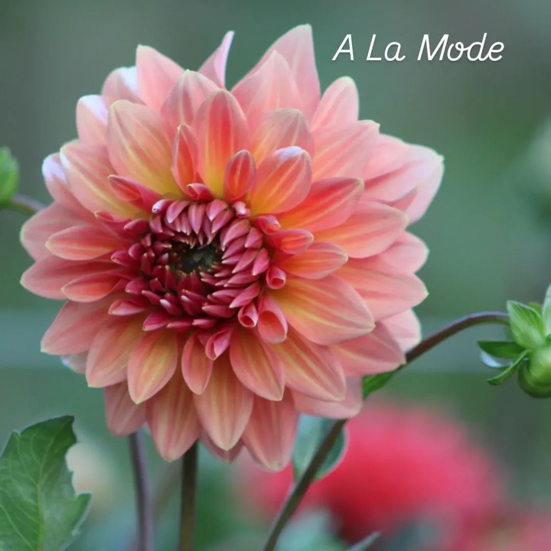 A la Mode Formal Decorative Dahlia