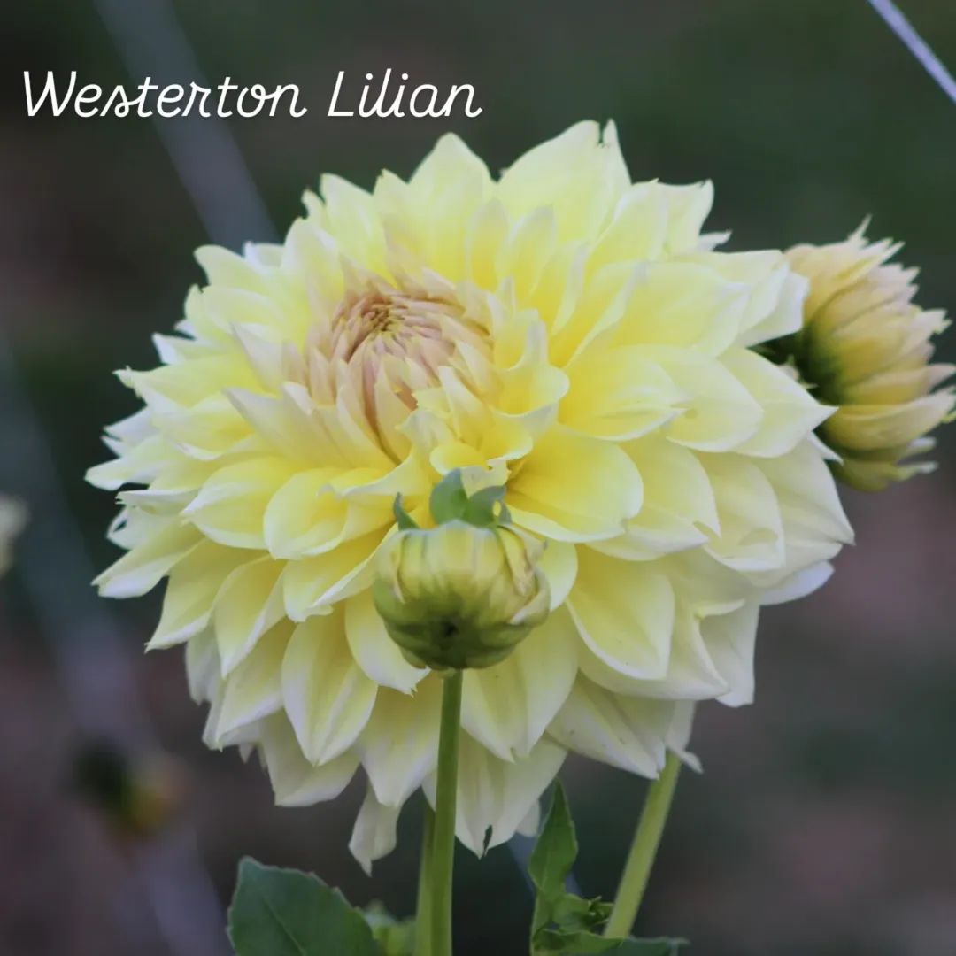 Westerton Lilian Decorative Dahlia