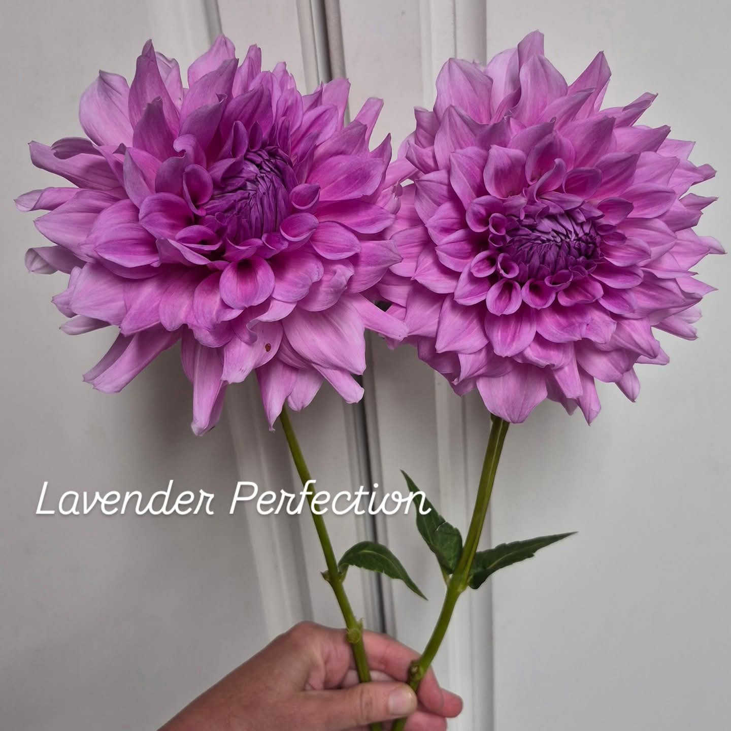 Lavender Perfection Formal Decorative Dahlia