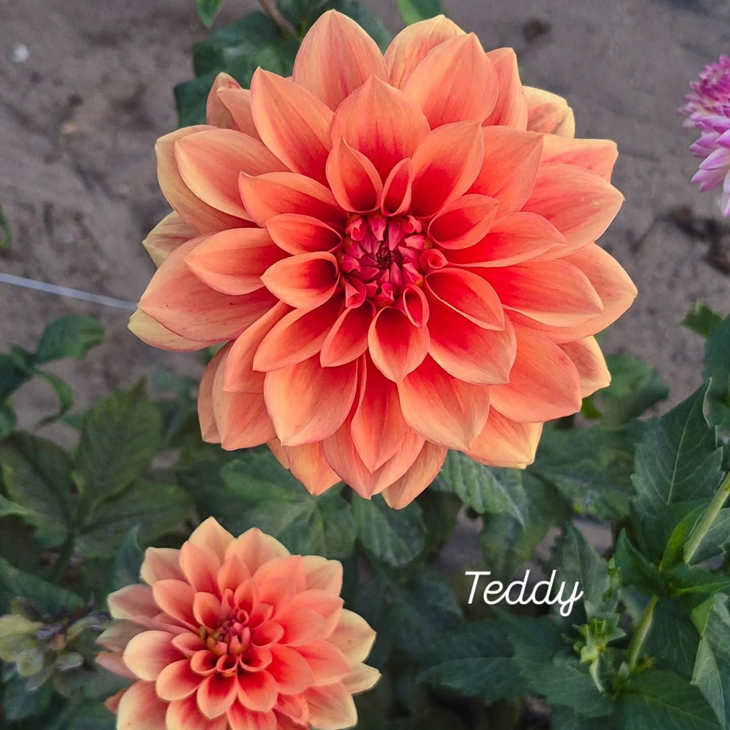 Teddy Waterlily Dahlia