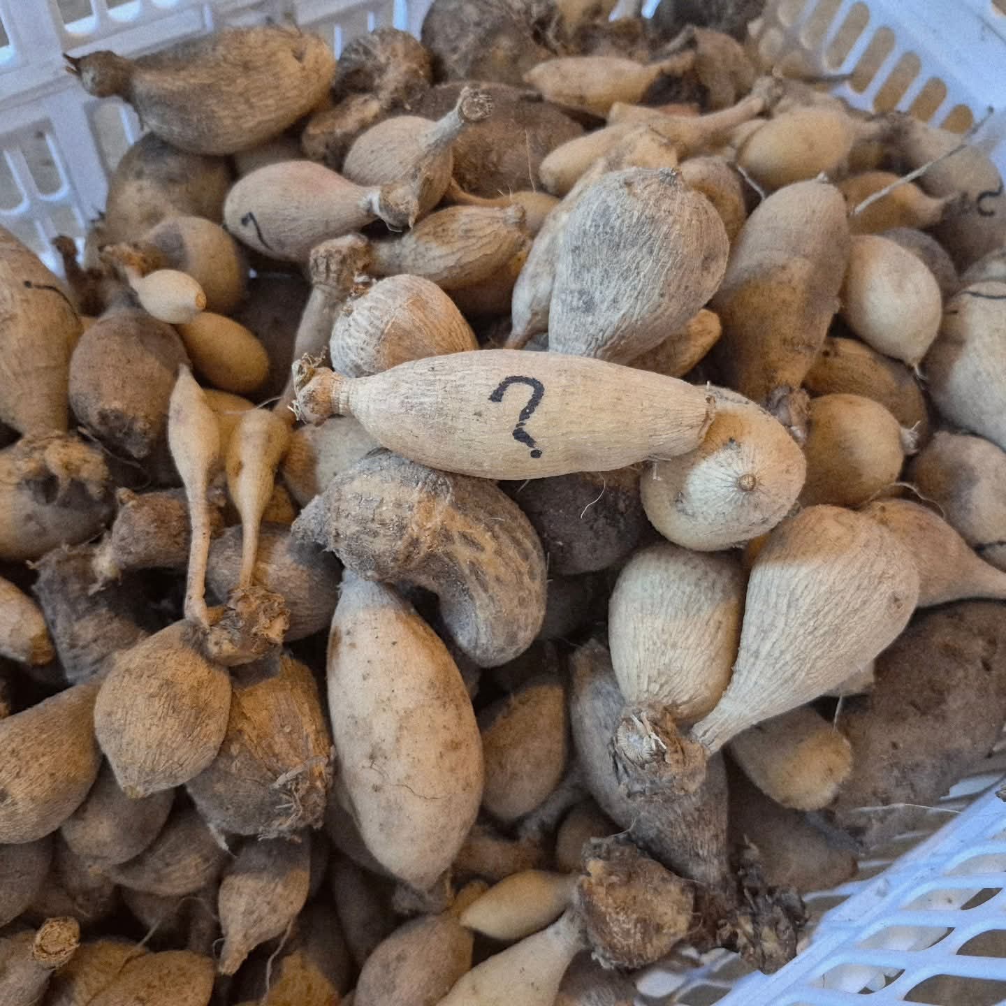 Mystery Dahlia Tuber