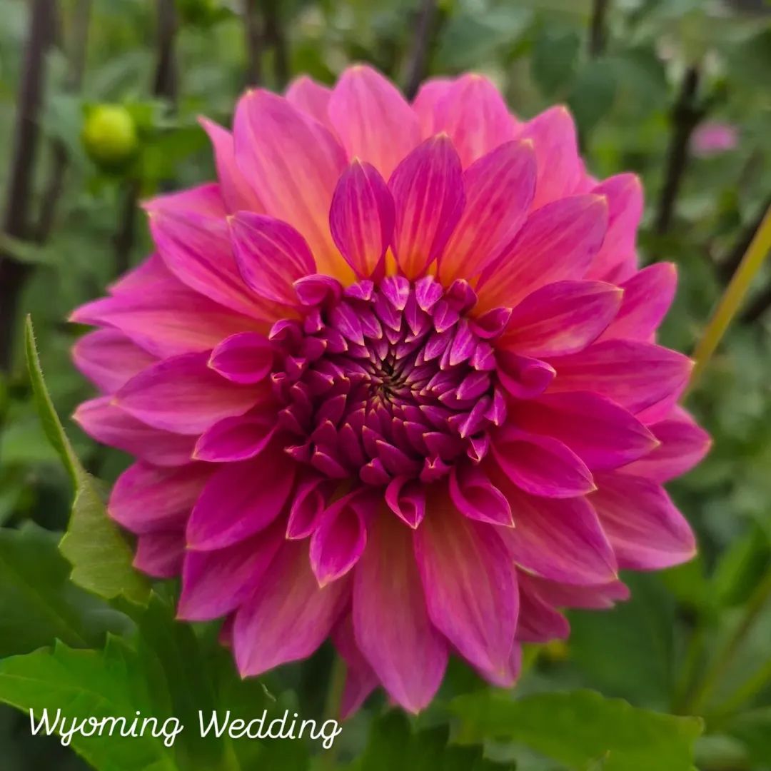 Wyoming Wedding Informal Decorative Dahlia