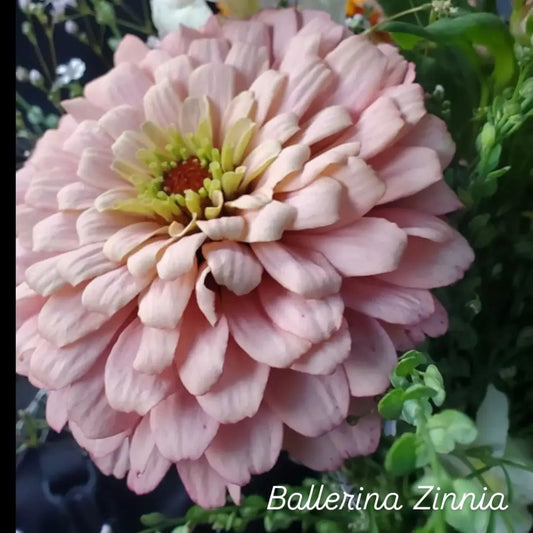 Ballerina Zinnia Open-Pollinated Seeds