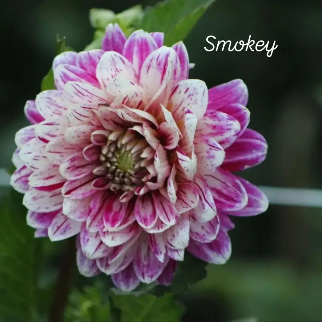 Smokey Decorative Dahlia