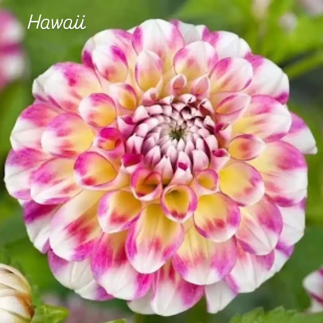 Hawaii Decorative Ball Dahlia