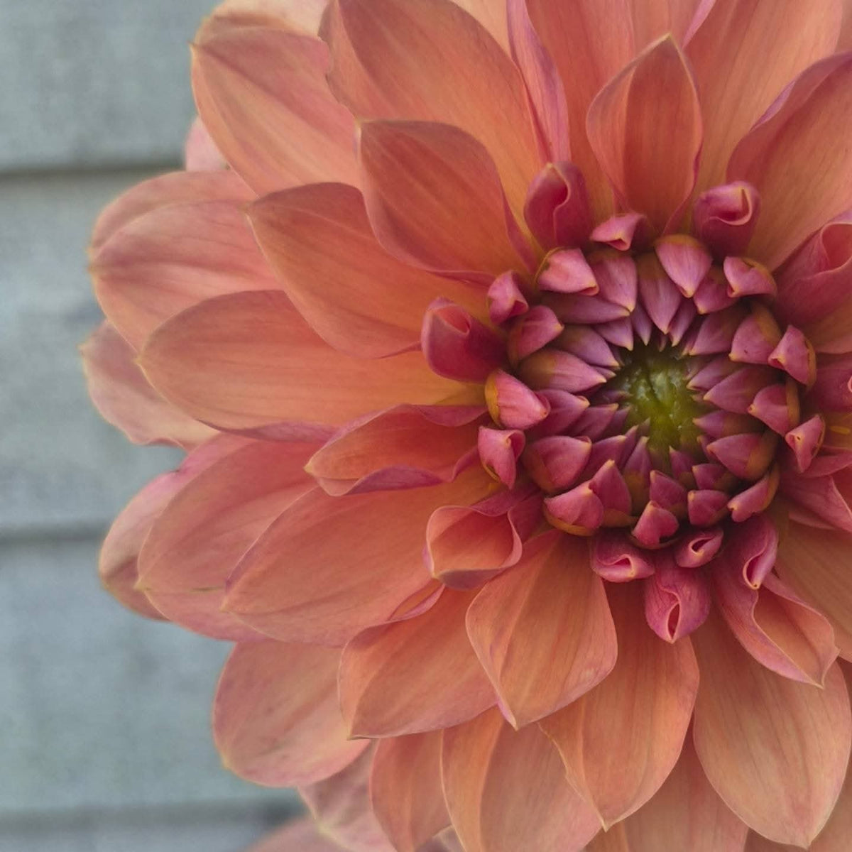 Château de la Bourdaisière Waterlily Dahlia