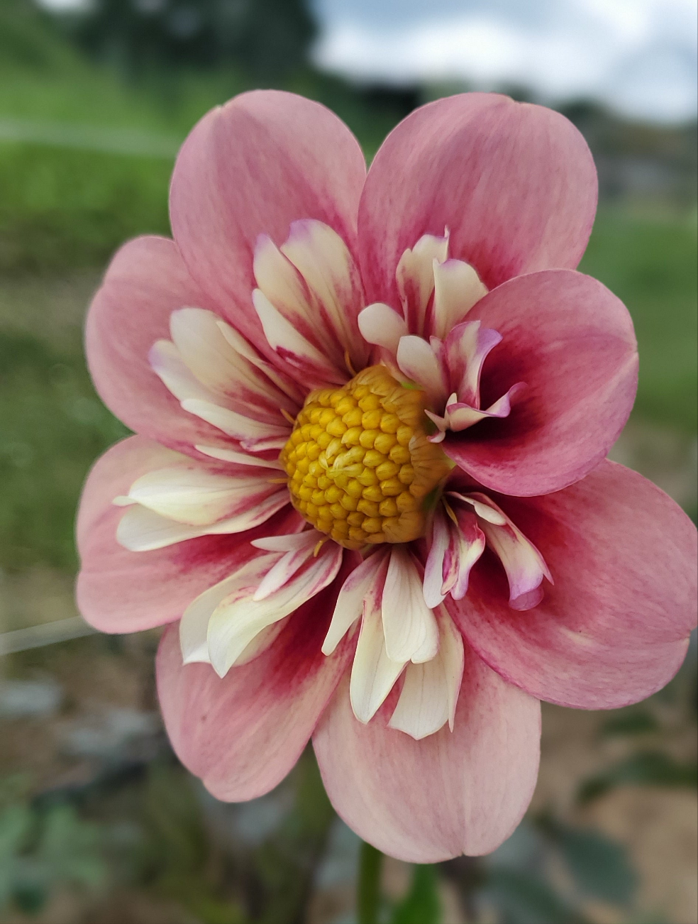 Rhubarb & Custard Collarette Dahlia