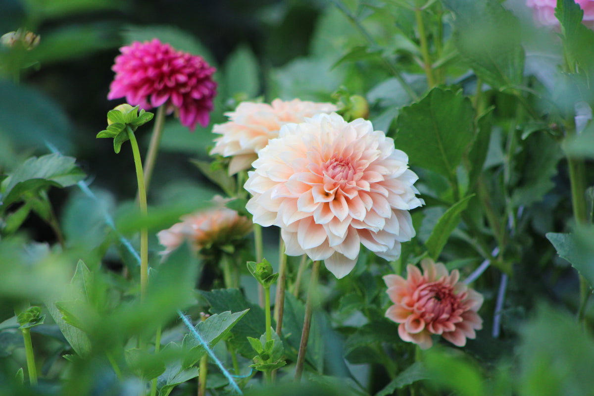 RM Peachy Pink Formal Decorative Dahlia