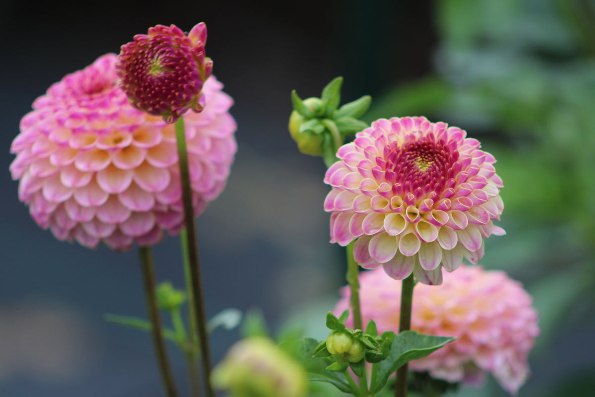 Hapet Pearl Ball Dahlia