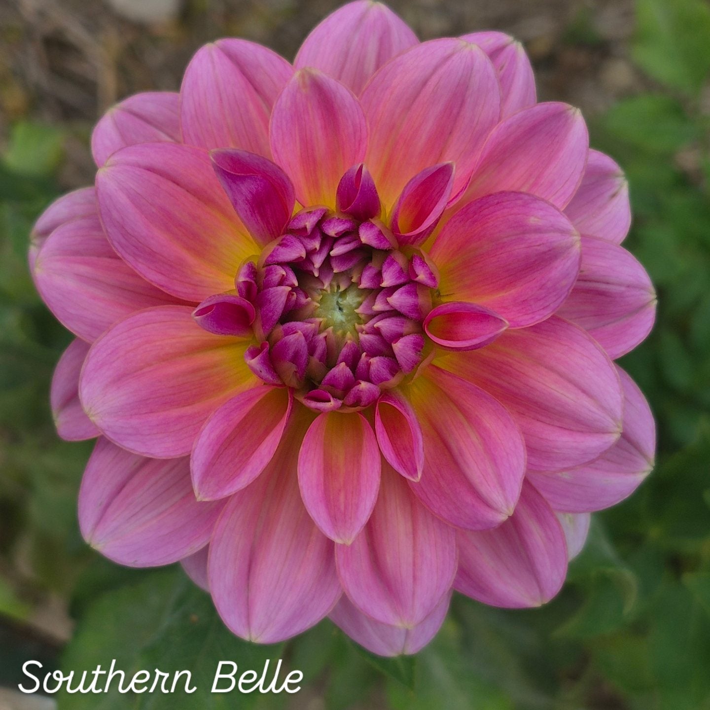 Southern Belle Waterlily Dahlia