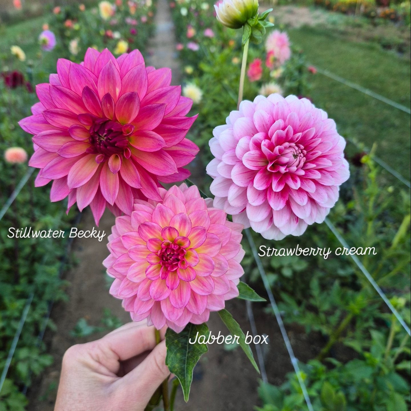 Stillwater Becky Stellar Dahlia