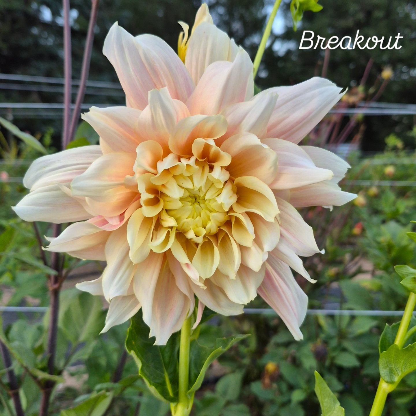 Breakout Informal Decorative Dahlia