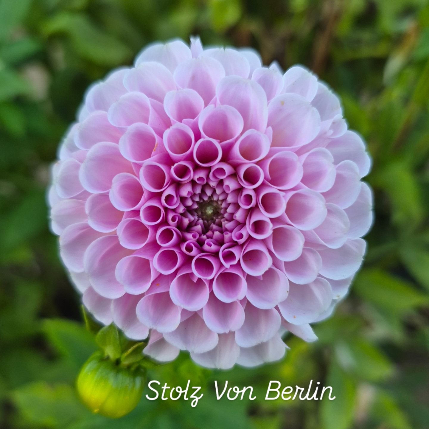 Stolz Von Berlin Ball Dahlia