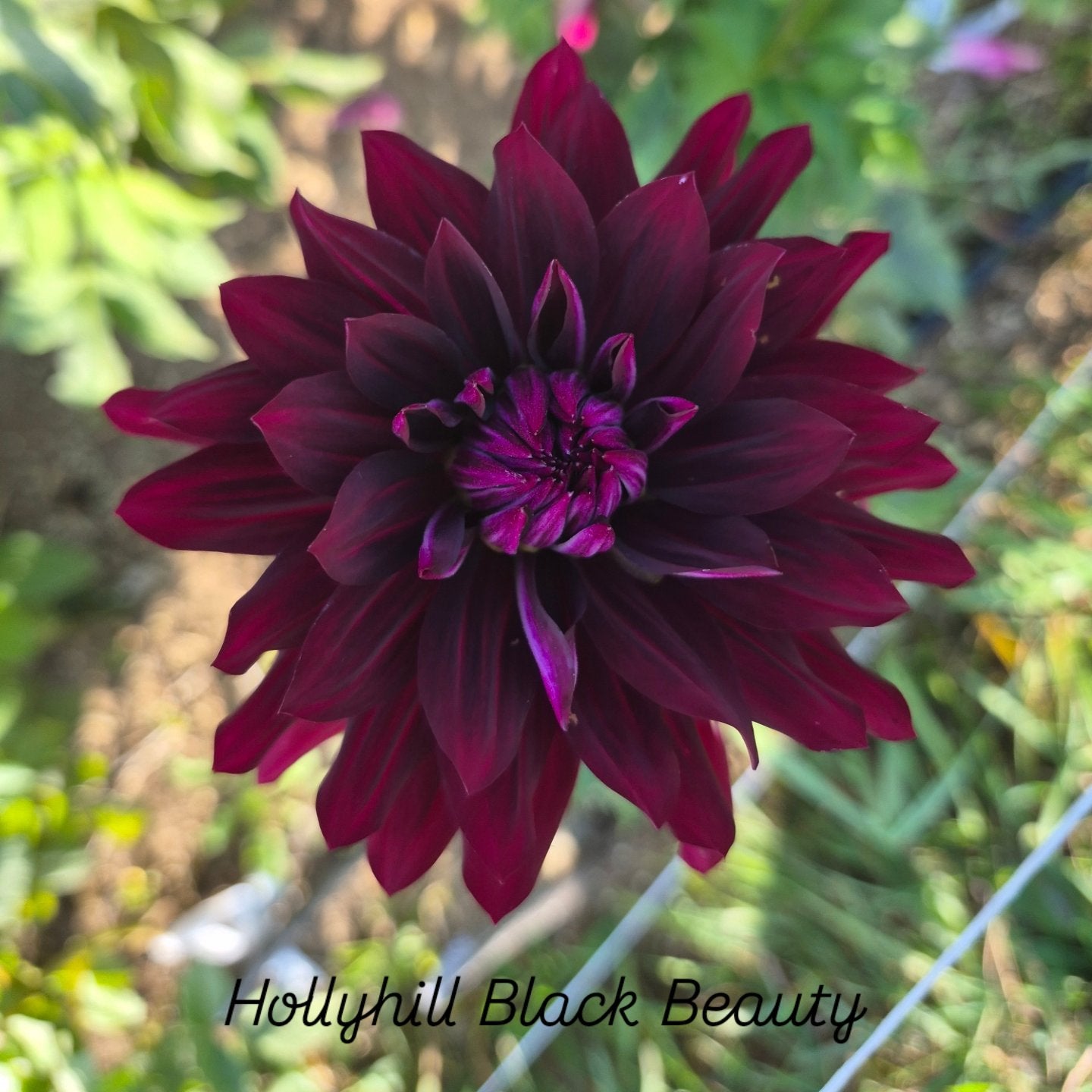 Hollyhill Black Beauty Informal Decorative Dahlia
