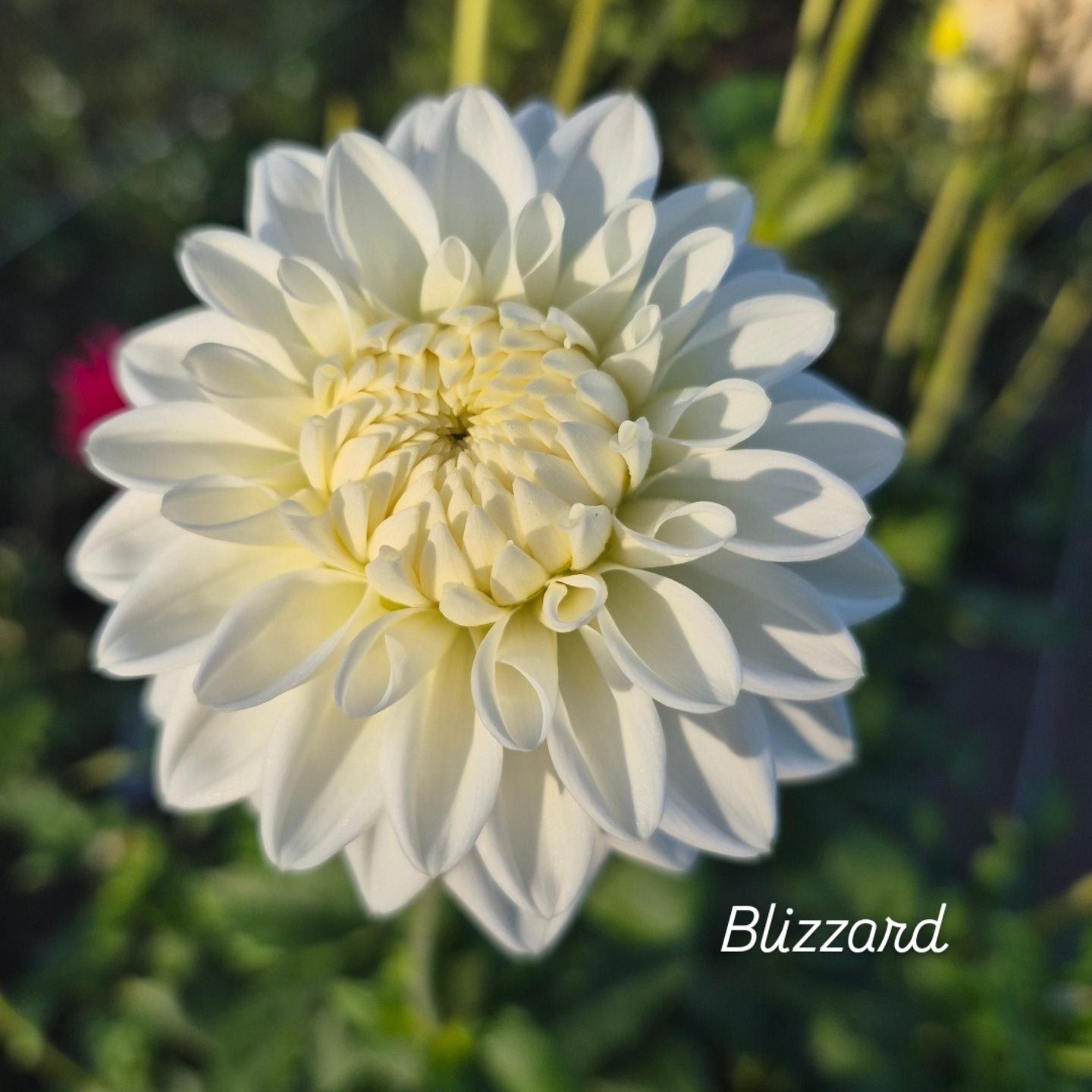 Blizzard Formal Decorative Dahlia