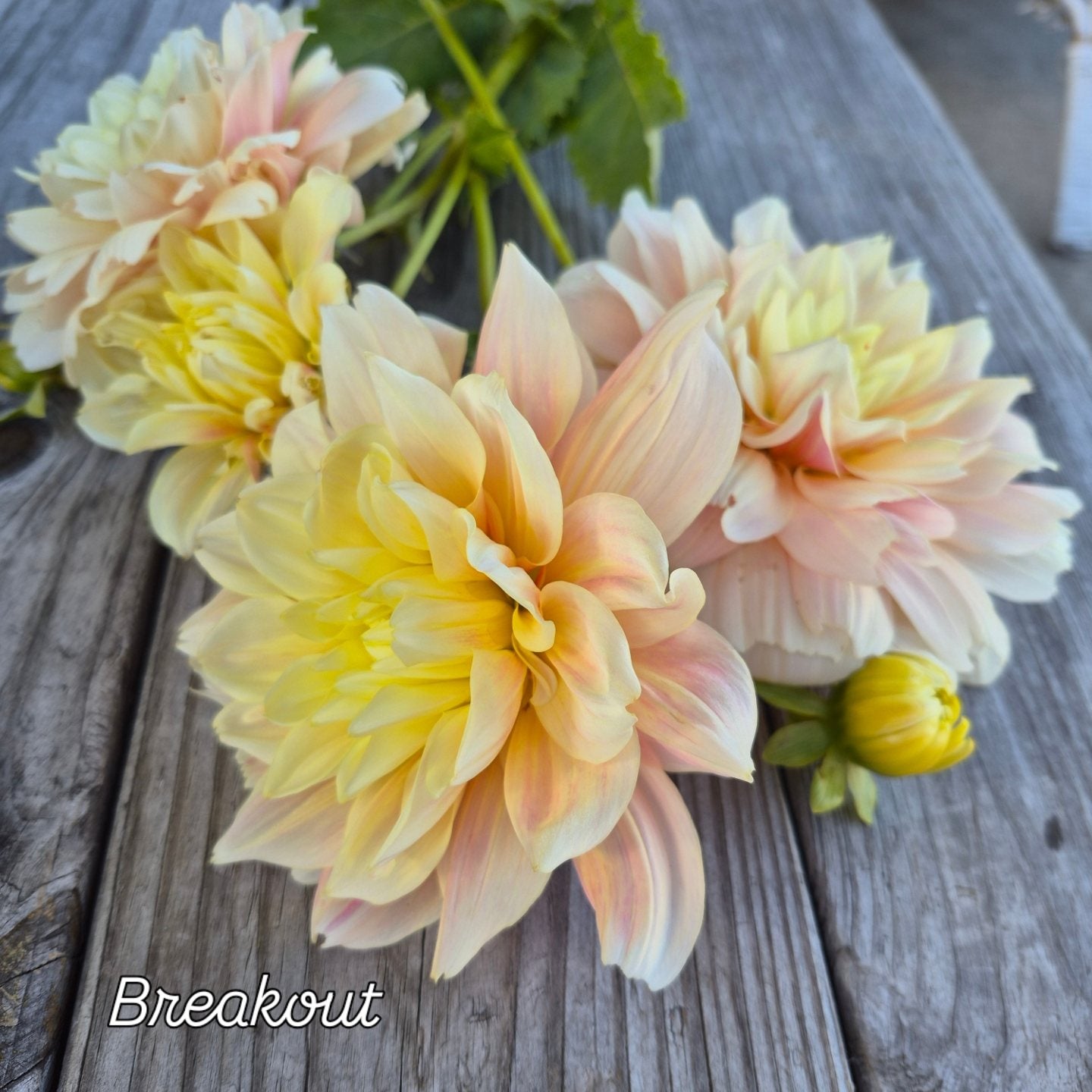 Breakout Informal Decorative Dahlia