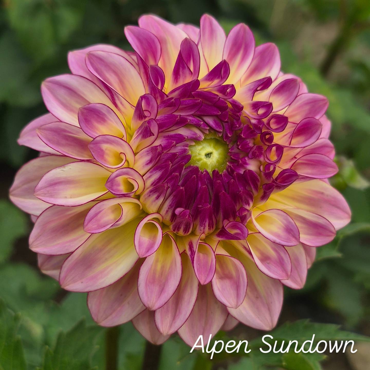 Alpen Sundown Formal Decorative Dahlia