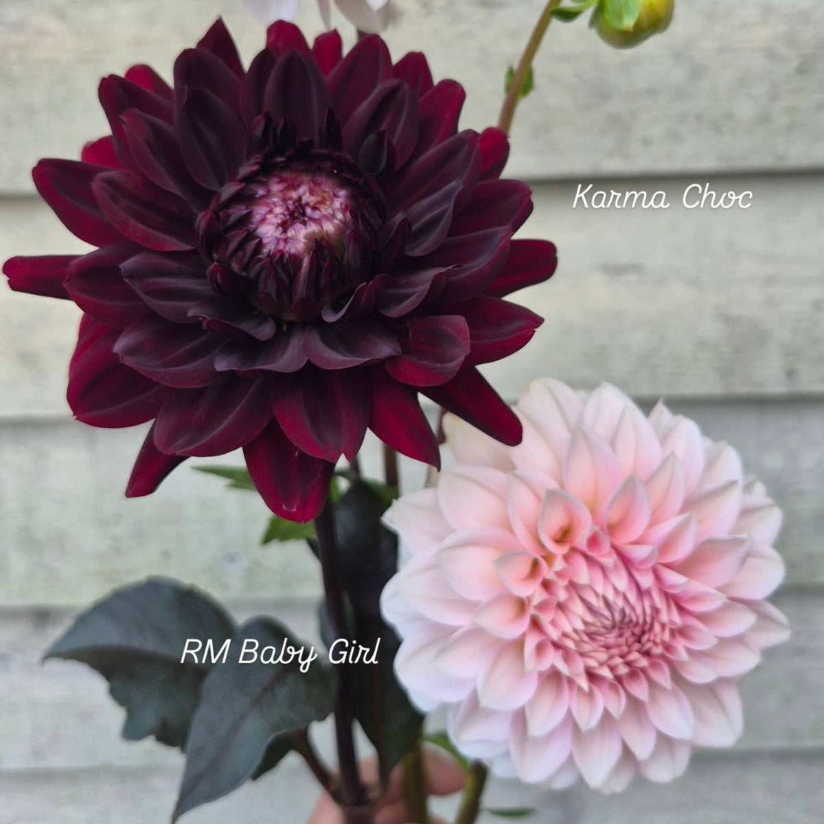 RM Baby Girl Informal Decorative Dahlia