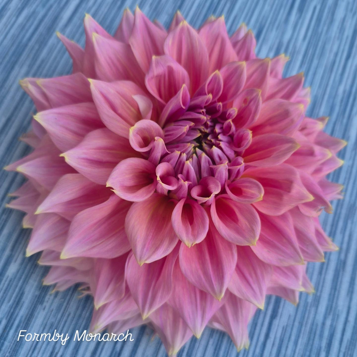 Formby Monarch Informal Decorative Dahlia 🇦🇺