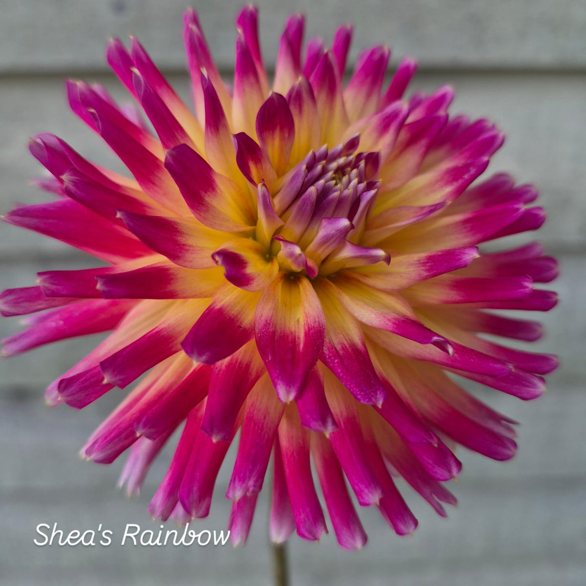 Shea's Rainbow Cactus Dahlia