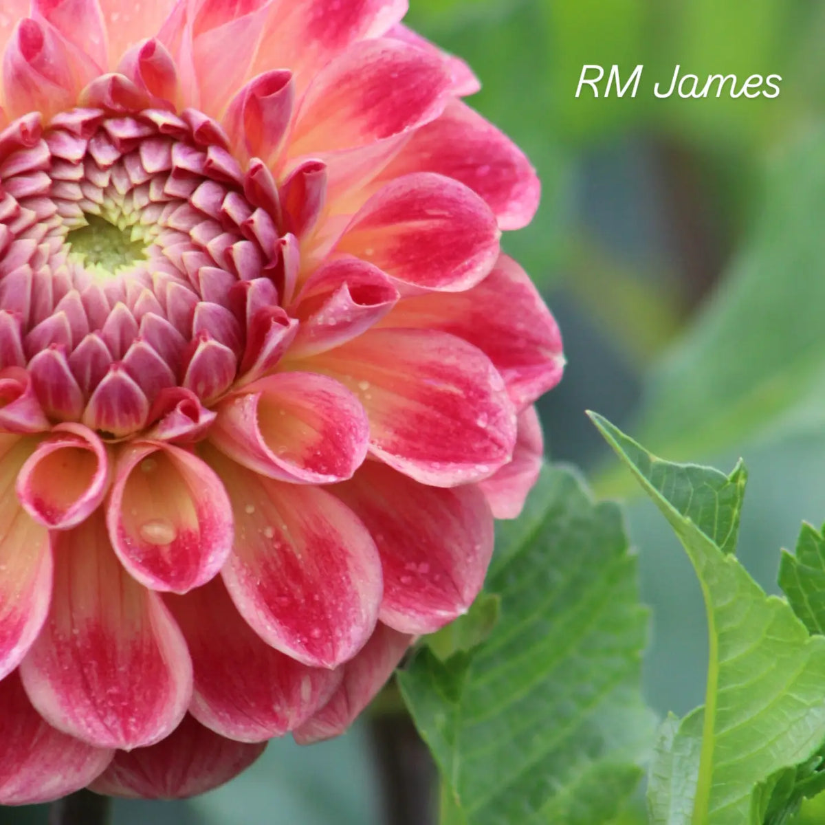 RM James Formal Decorative Dahlia