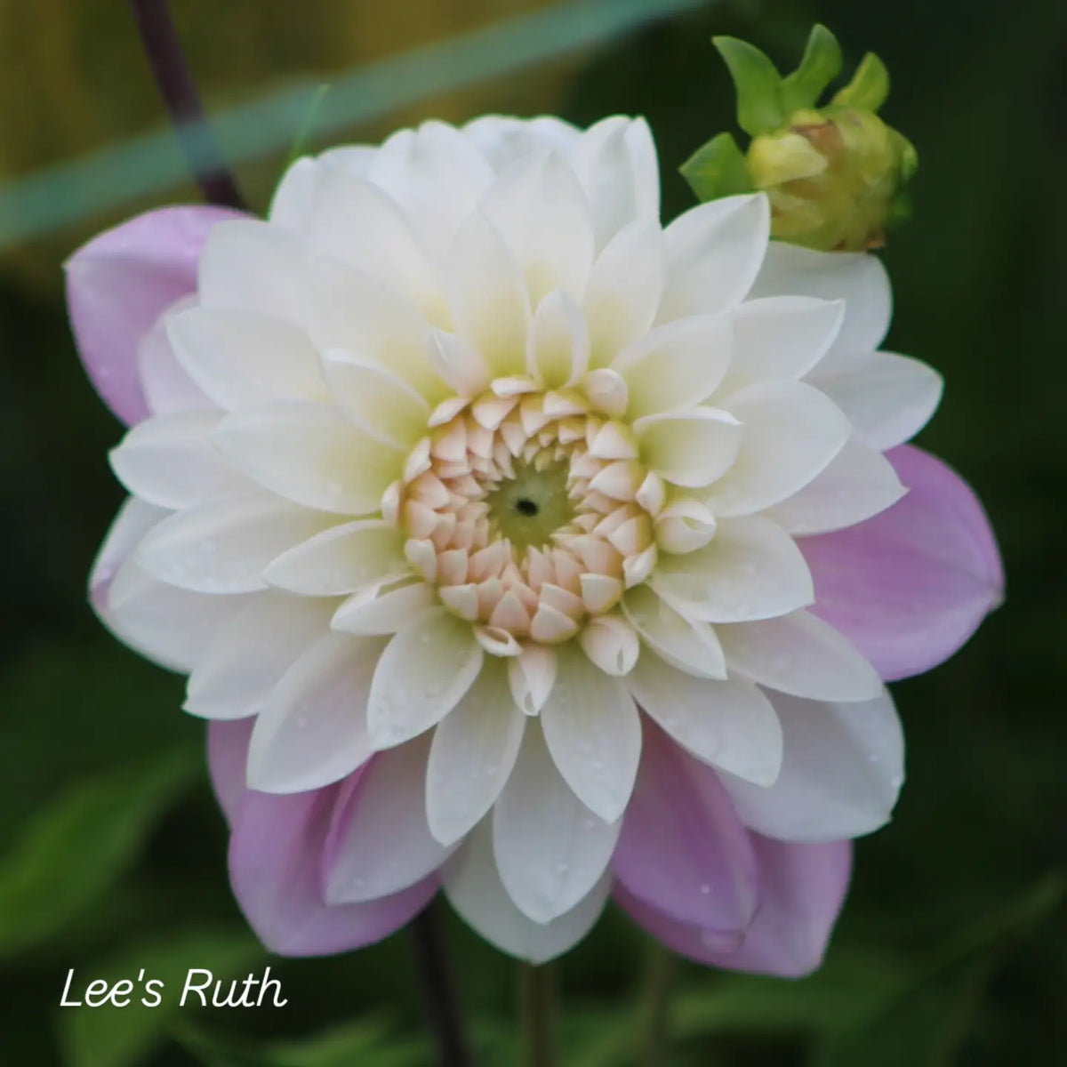 Lee's Ruth Decorative Dahlia