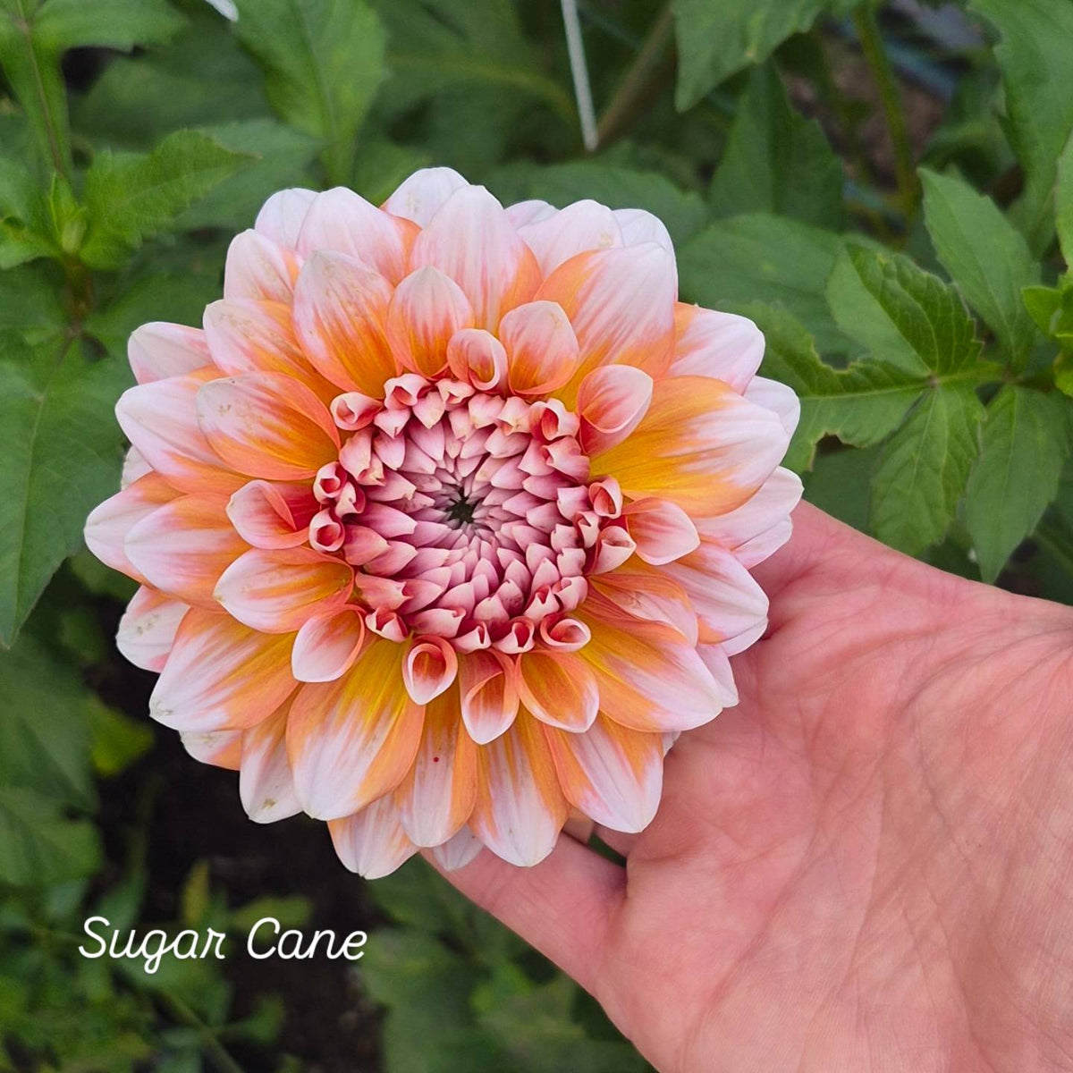 Sugar Cane Formal Decorative Dahlia