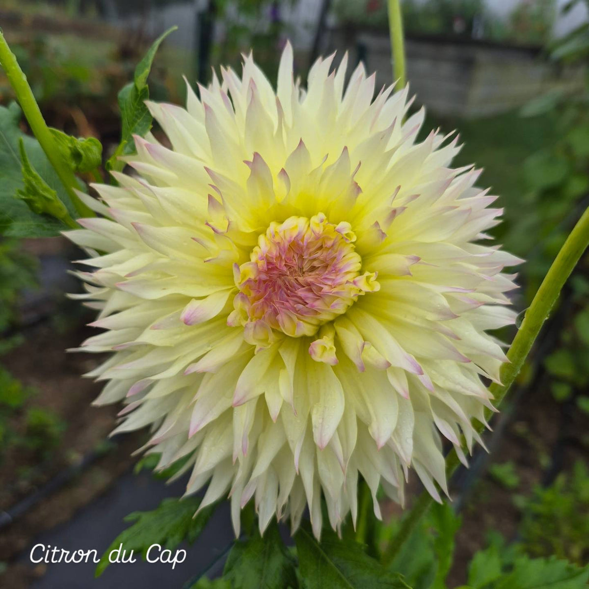 Citron du Cap Dahlia Laciniated Dahlia