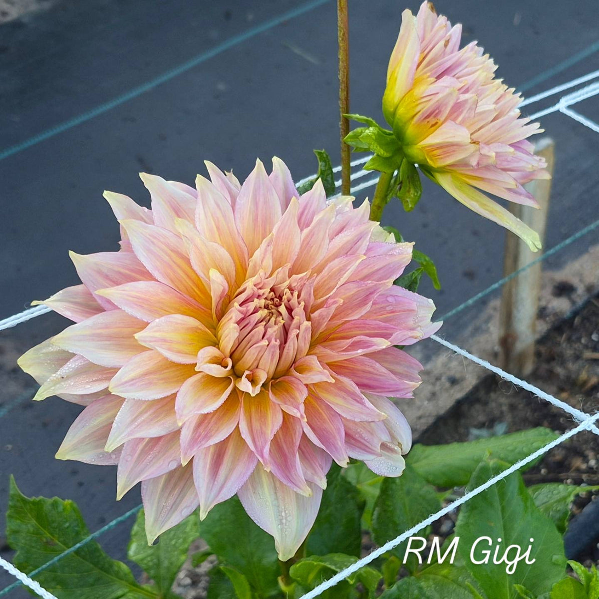 RM Gigi Informal Decorative Dahlia