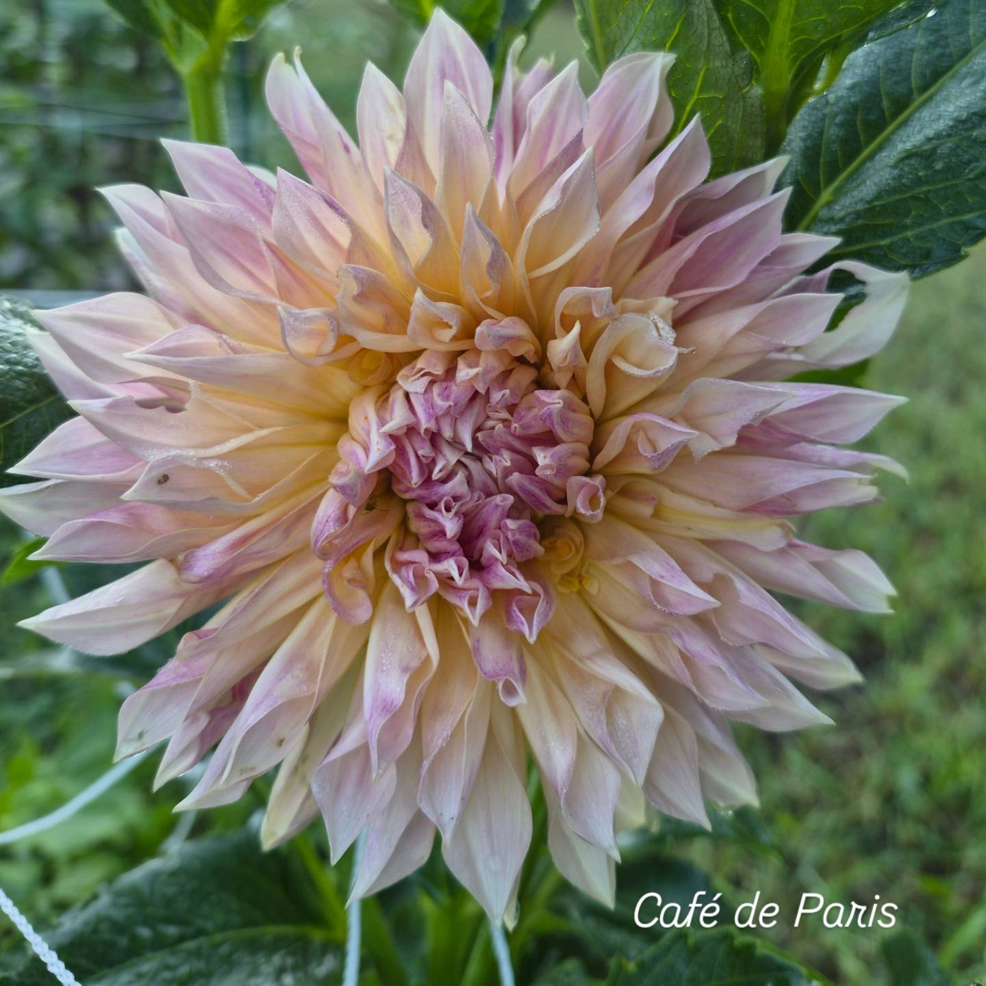 Café de Paris Semi-Cactus Dahlia