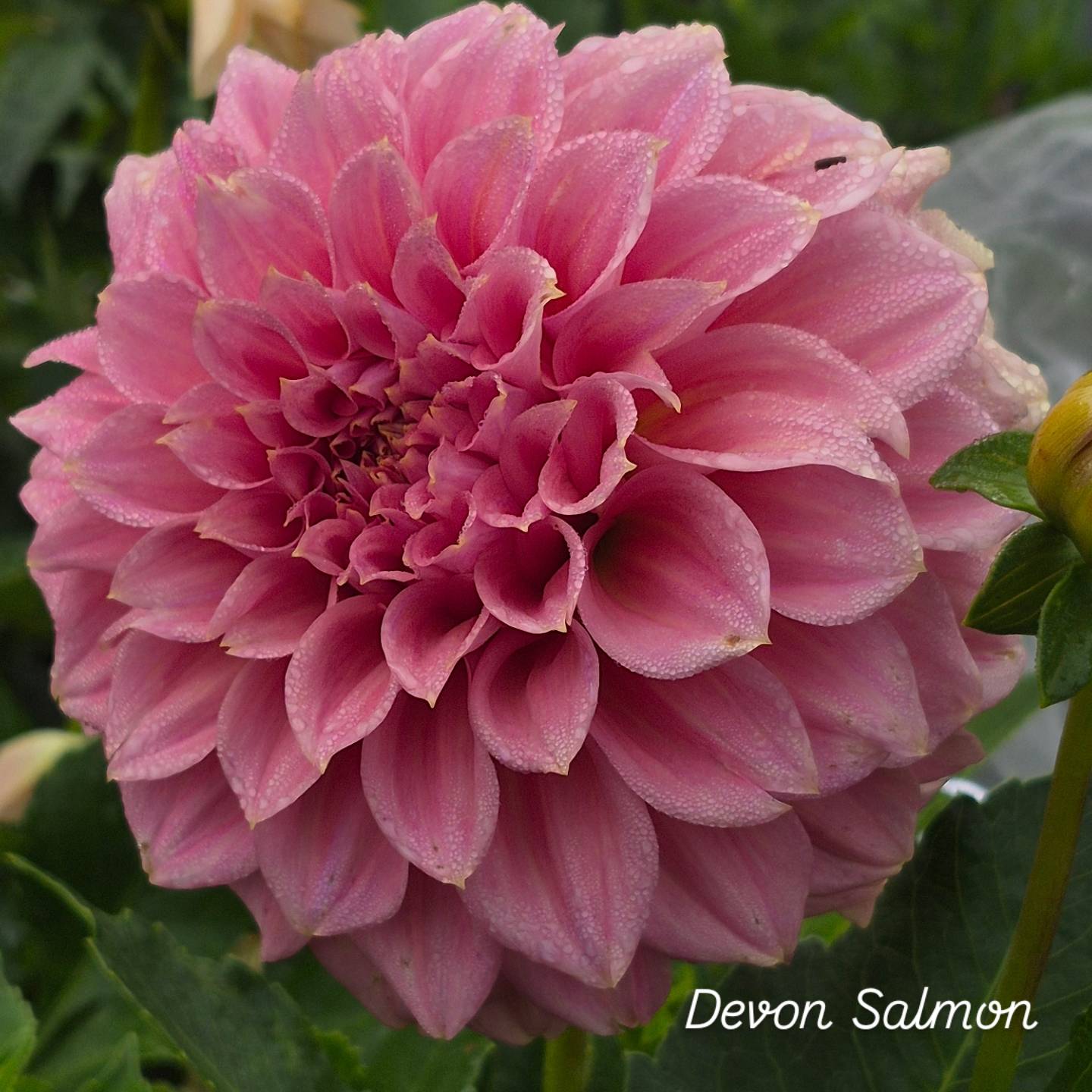 Devin Salmon Formal Decorative Dahlia 🇦🇺