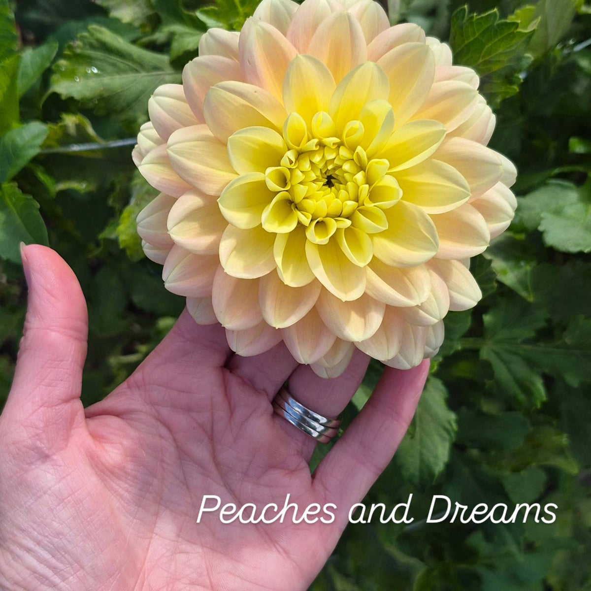 Peaches n' Dreams Informal Decorative Dahlia